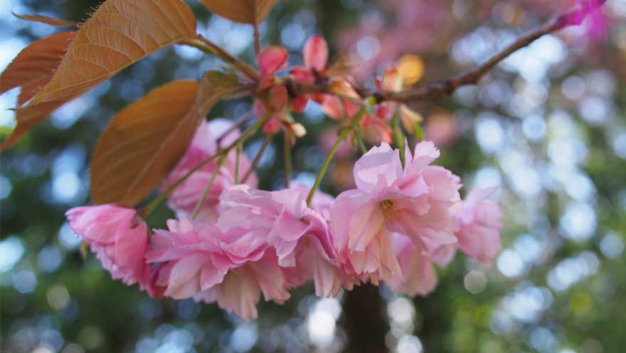 Cherry Blossom picture